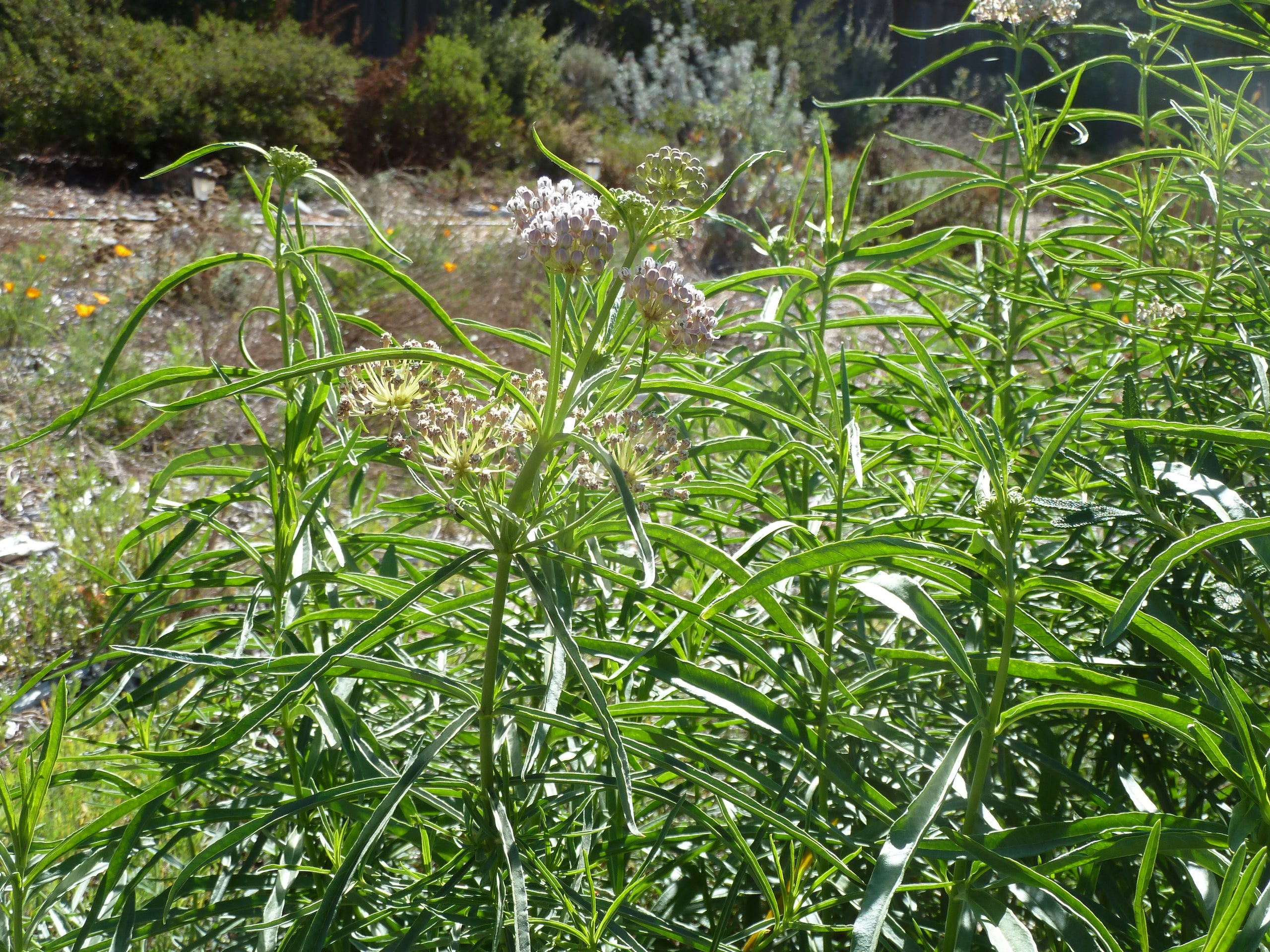 Asclepias fascicularis - Narrow leaf milkweed | Welcome to Regan